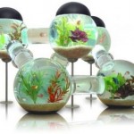 acquario2