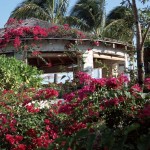 Parrot Cay Como Shambhala2