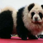cane panda