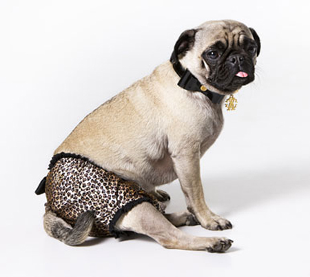 cavalli-pet-2