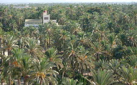 gran-palmeral