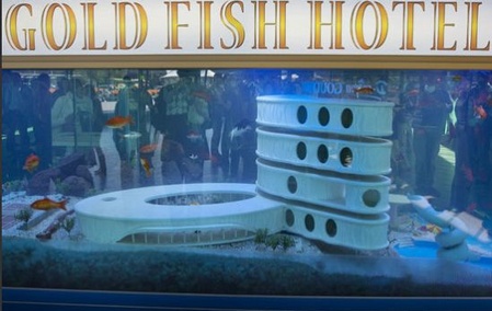 Gold Fish Hôtel - vacanze per pesci