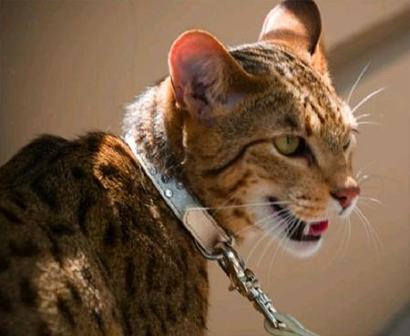 Ashera, il gatto più costoso del mondo