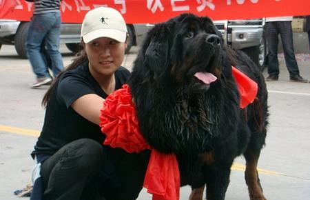 mastino tibetano