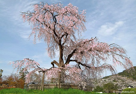 Pasqua 2010: il Giappone e l'Hanami, i ciliegi in fiore