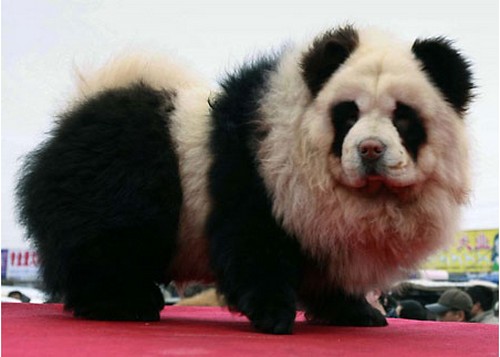 cane panda