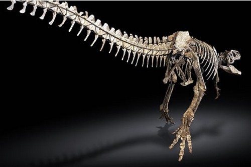 Sotheby's: all'asta uno scheletro di Allosaurus vecchio 153 milioni di anni