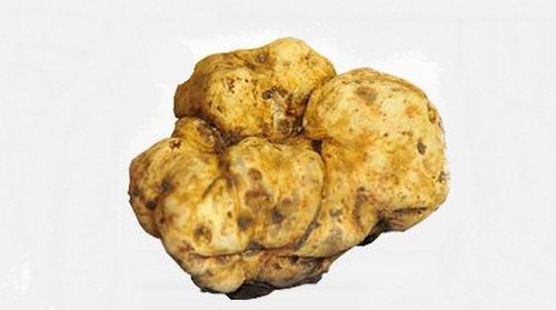 tartufo bianco