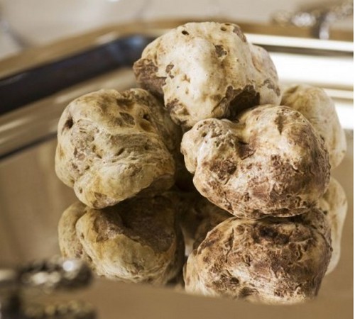 tartufo bianco