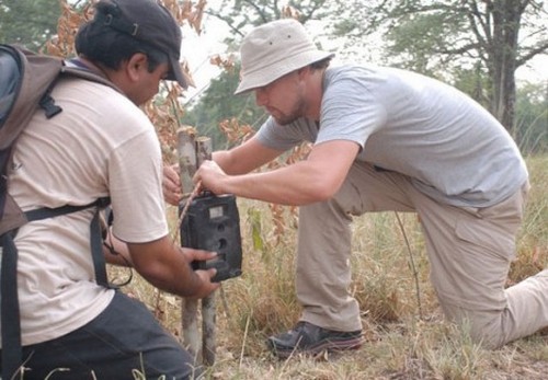Leonardo Di Caprio, dona 1 milione di dollari al WWF per la tutela delle tigri