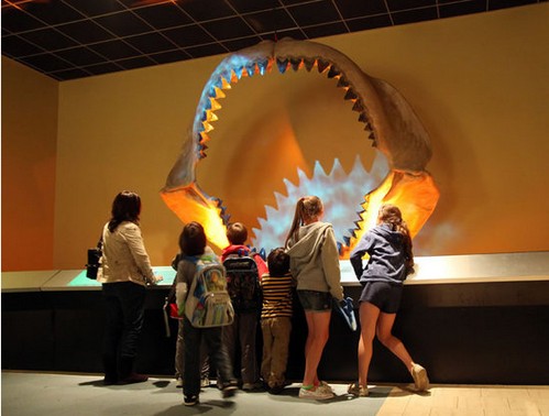 Megalodon, all'asta i 182 denti dello squalo preistorico