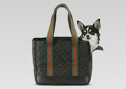 Gucci, borsa trasporta cane