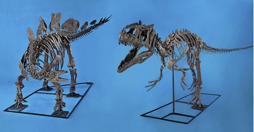 Venduti due dinosauri a Dallas ad un museo