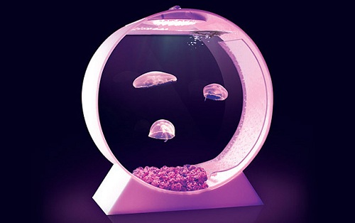 jellyfish-tank