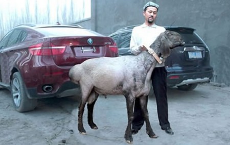 Cina: gli animali pregiati ora sono le pecore Dolan