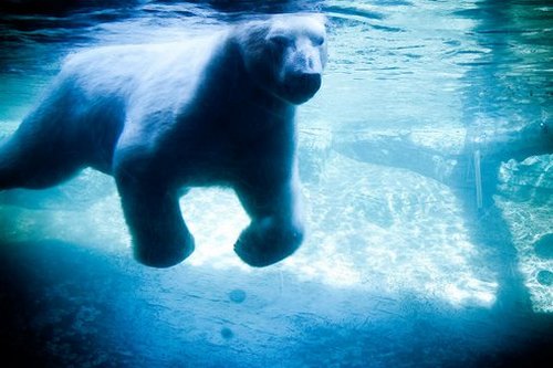 I canadesi sono disposti a pagare 508 dollari per la salvaguardia degli Orsi Polari