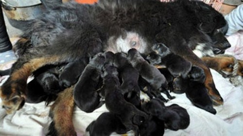 Mastino Tibetano ha dato alla luce 22 cuccioli ... ognuno vale oltre un milione di dollari