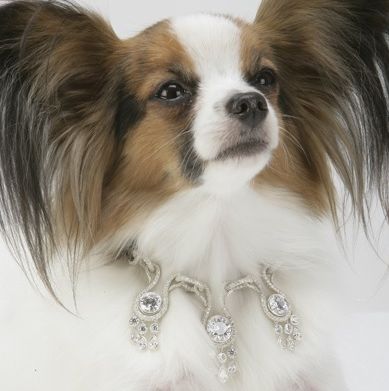 Il collare per cani con diamanti più caro al mondo 