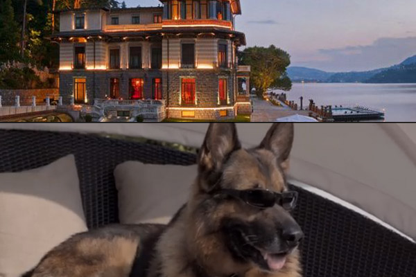  Gunther, il cane più ricco al mondo soggiorna al Casta Diva Resort