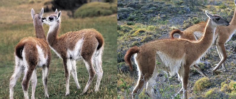 vicuna_e_guanaco