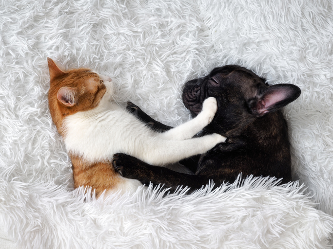 cat and dog. Cute animals are on the bed. Warm white fluffy blanket