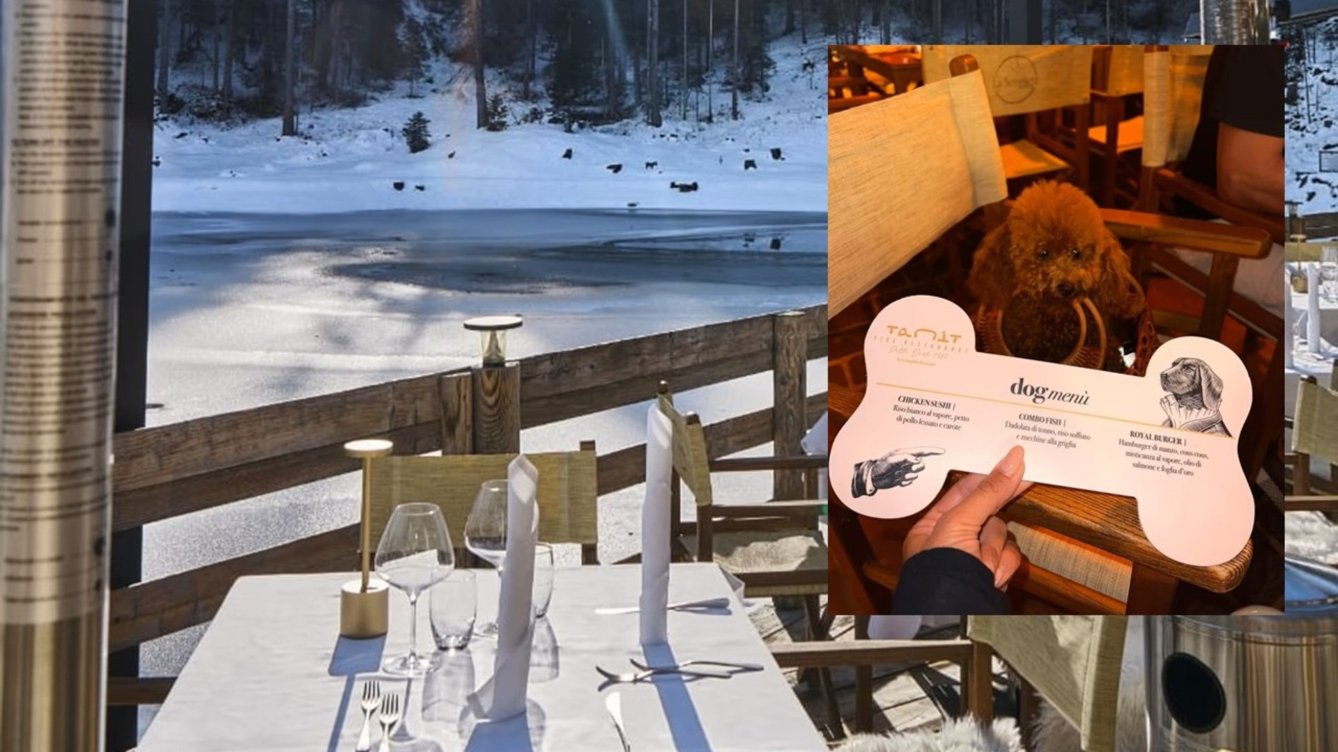 menù di lusso per cani a Cortina